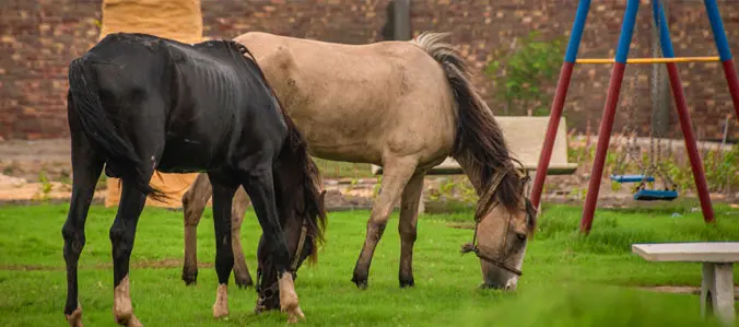 horses